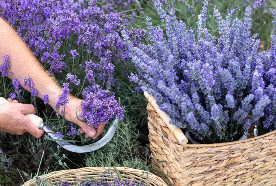 Fresh lavender, the natural source